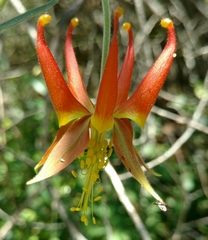 Aquilegia eximia