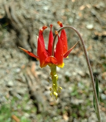Aquilegia eximia