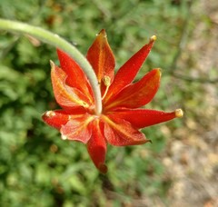 Aquilegia eximia