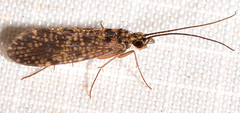Dolophilodes distinctus