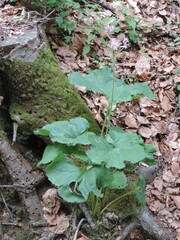 Adenostyles australis