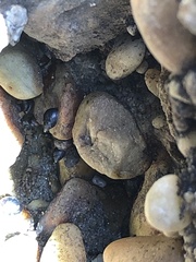 Melarhaphe neritoides