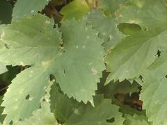 Podosphaera macularis