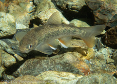 Salvelinus malma