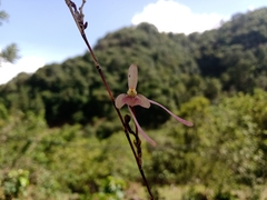 Epidendrum longipetalum