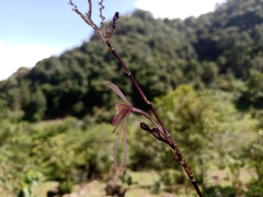 Epidendrum longipetalum