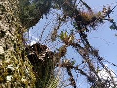 Epidendrum longipetalum