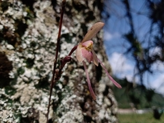 Epidendrum longipetalum