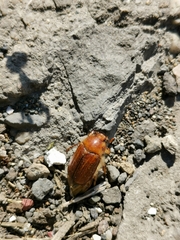Holochelus