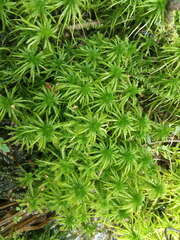 Sphagnum riparium