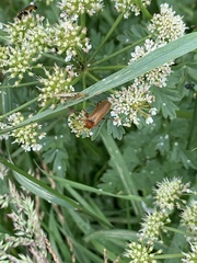Rhagonycha fulva
