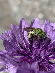 Agapostemon virescens
