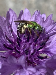 Agapostemon virescens