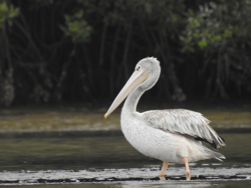 Pelícano rosado (Pelecanus rufescens)