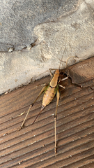 Eupholidoptera smyrnensis