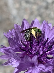Agapostemon virescens
