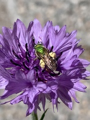 Agapostemon virescens