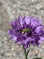 Agapostemon virescens