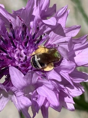 Agapostemon virescens