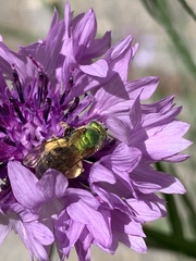 Agapostemon virescens