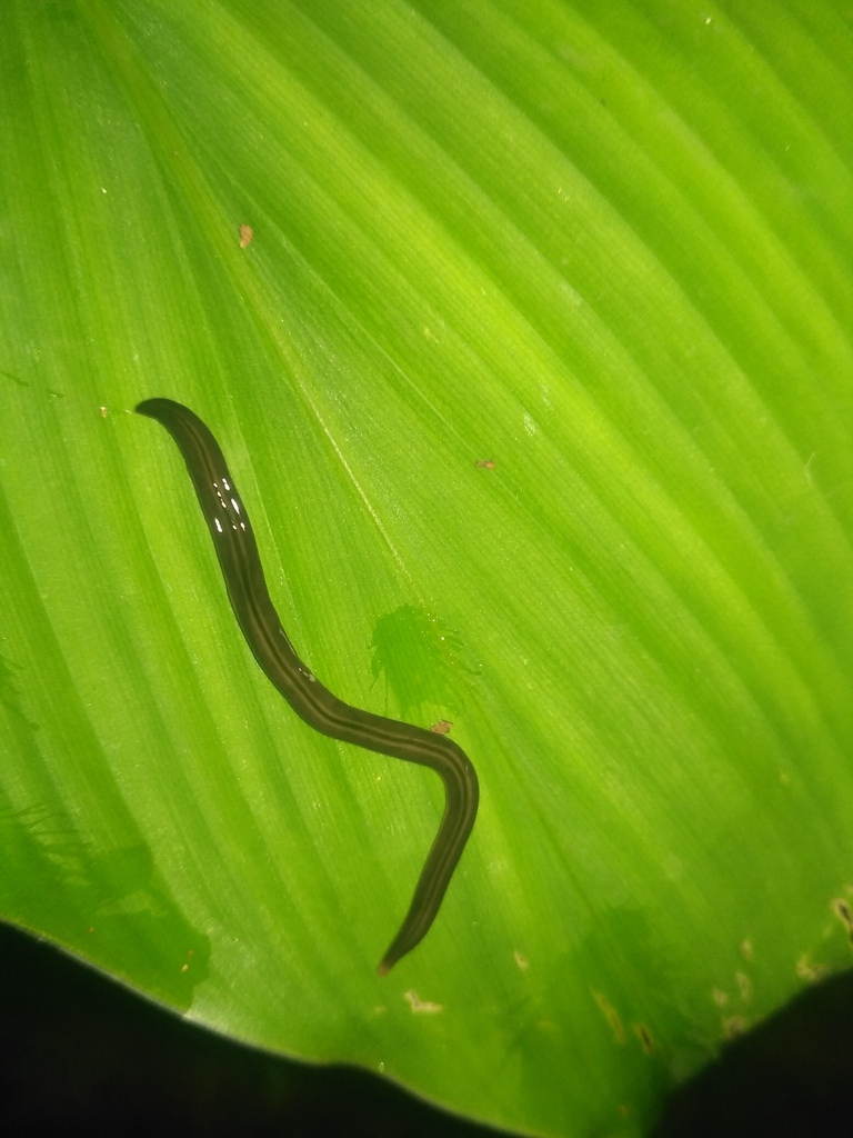 Pelmatoplanini