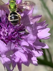 Agapostemon virescens