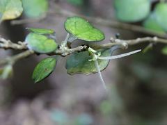 Coprosma spathulata spathulata