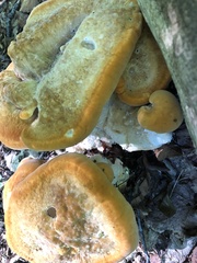 Bondarzewia berkeleyi