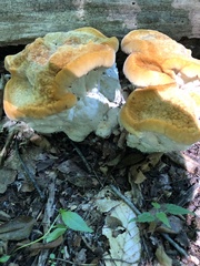 Bondarzewia berkeleyi