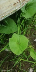 Petasites spurius