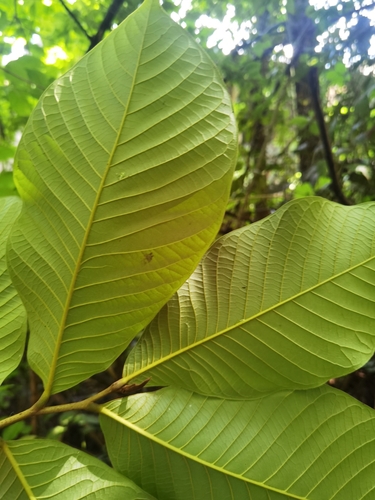 Annona purpurea - Leaves