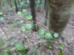 Coprosma spathulata spathulata