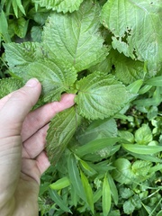 Perilla