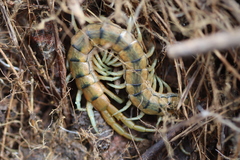 Scolopendra cingulata