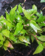 Persicaria
