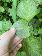 Perilla