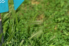 Hordeum murinum murinum