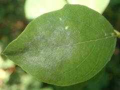 Erysiphe symphoricarpi