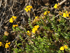 Hippocrepis scorpioides