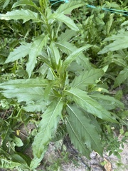 Cirsium arvense