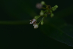 Vincetoxicum hirundinaria hirundinaria