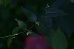 Vincetoxicum hirundinaria hirundinaria