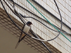 Hirundo rustica
