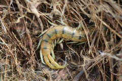 Scolopendra cingulata