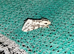 Spilarctia melanostigma