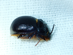 Odonteus