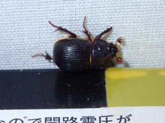 Odonteus