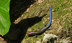 Plestiodon sumichrasti