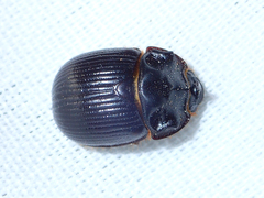 Odonteus