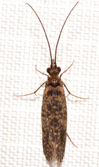 Dolophilodes distinctus